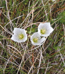 Gentianella muelleriana