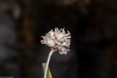 Arachnothryx leucophylla