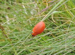 Paropsis augusta