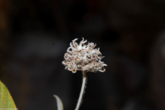 Arachnothryx leucophylla