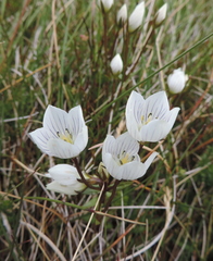Gentianella muelleriana