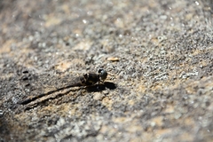 Cordulephya pygmaea