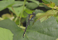 Stenogomphurus rogersi