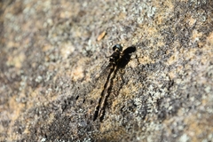 Cordulephya pygmaea
