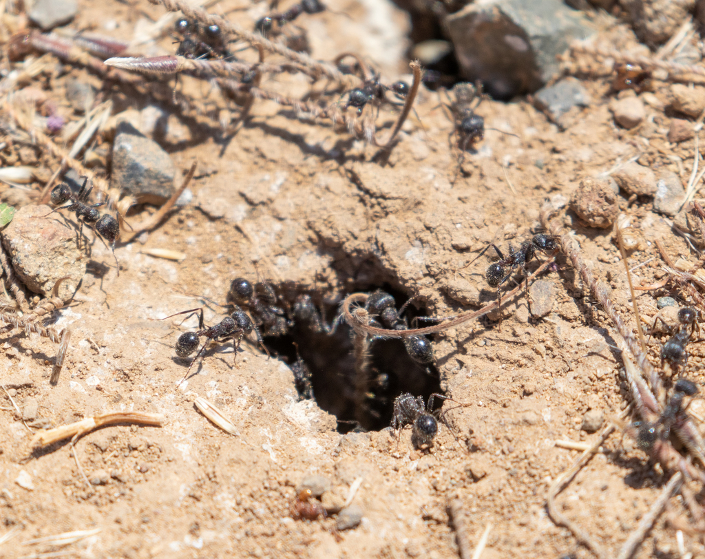 Ant Ranch Scam Andre's Harvester Ant from Coyote Lake-Harvey Bear Ranch County Park ...