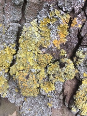Xanthoria parietina