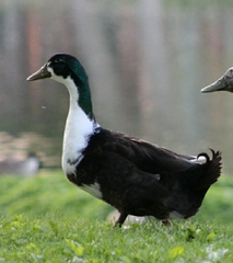 Anas platyrhynchos domesticus