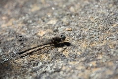 Cordulephya pygmaea