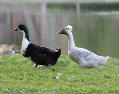 Anas platyrhynchos domesticus