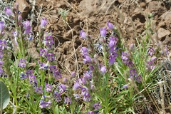 Penstemon ophianthus