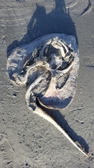 Leucoraja erinaceus