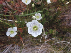 Gentianella muelleriana