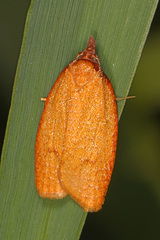Sparganothis distincta