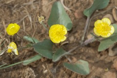 Ranunculus cardiophyllus