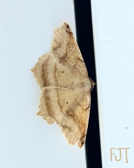 Antepione thisoaria
