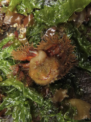 Briarosaccus tenellus