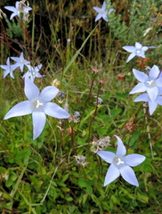 Wahlenbergia ceracea