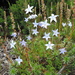 Wahlenbergia ceracea - Photo (c) smilelynaomi, algunos derechos reservados (CC BY-NC), subido por smilelynaomi