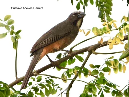 Cinnamon-bellied Saltator