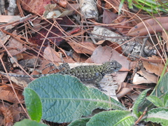 Sceloporus esperanzae