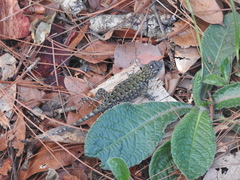 Sceloporus esperanzae
