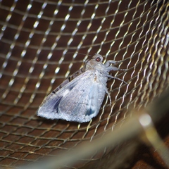 Achaea catella