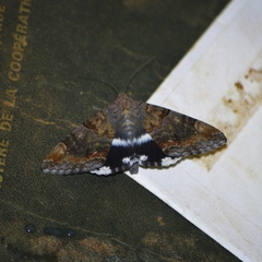 Achaea catella