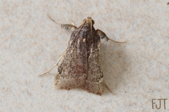 Pyralidae