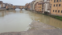 Chroicocephalus ridibundus