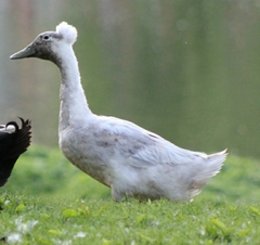 Anas platyrhynchos domesticus