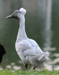 Anas platyrhynchos domesticus