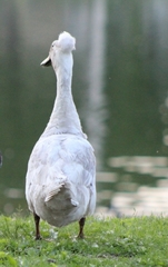 Anas platyrhynchos domesticus