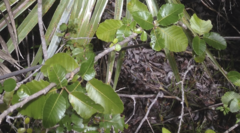 Thouinia striata portoricensis