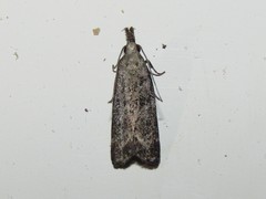 Dichomeris inversella