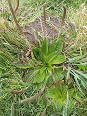 Plantago subnuda