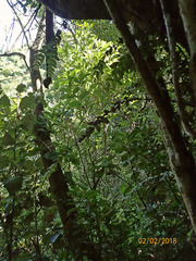 Metrosideros colensoi