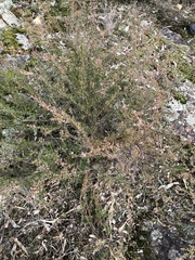 Micromyrtus ciliata