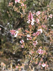 Micromyrtus ciliata