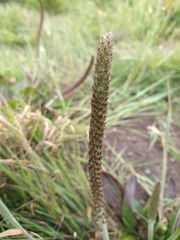 Plantago subnuda