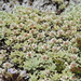 Australian Edelweiss - Photo (c) smilelynaomi, some rights reserved (CC BY-NC), uploaded by smilelynaomi
