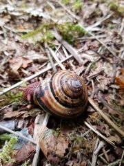 Monadenia infumata callidina