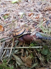 Monadenia infumata callidina