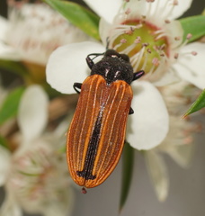 Castiarina erythroptera