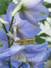 Conocephalus