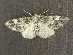 Lepidoptera