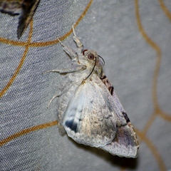 Achaea catella