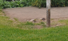 Passer domesticus