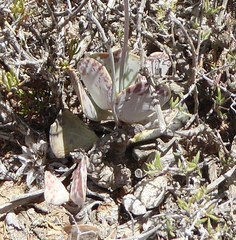 Adromischus triflorus