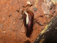 Ophiderma flavicephala