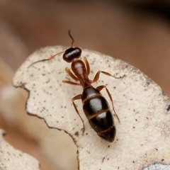 Opisthopsis
